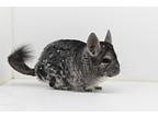 Gizzy The Good Gremlin, Chinchilla For Adoption In Wolcott, Indiana