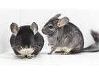 Mama & Dusty, Chinchilla For Adoption In Wolcott, Indiana