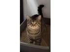 Tommy, Domestic Shorthair For Adoption In Oakville, Ontario