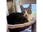 Max, Domestic Shorthair For Adoption In Fernandina Beach, Florida