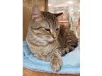 Tia, Domestic Shorthair For Adoption In Fremont, Nebraska