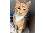 Al, Domestic Shorthair For Adoption In Newport, North Carolina