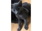 friendly affectionate affectionate Russian Blue kittens for sale