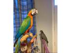 Phoenix - Catalina Macaw - For Adoption In Oakland, California