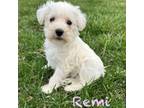 Remi