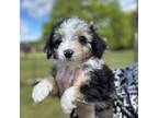Mutt Puppy for sale in Donalds, SC, USA