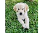 Golden Retriever Puppy for sale in Weeki Wachee, FL, USA