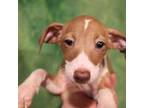 Italian Greyhound Puppy for sale in Ridott, IL, USA