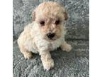 Poodle (Toy) Puppy for sale in Lebanon, MO, USA