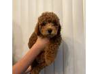 Poodle (Toy) Puppy for sale in Sacramento, CA, USA