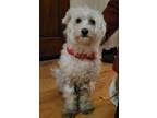Adopt Fluffy a Poodle
