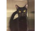 Adopt Dove a Domestic Short Hair