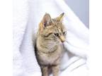 Adopt Molly a Domestic Short Hair, American Shorthair