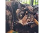 Adopt Milady a Domestic Short Hair