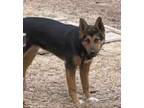 Adopt Macy a Shepherd