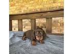 Dachshund Puppy for sale in Stonewall, OK, USA