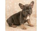 French Bulldog Puppy for sale in Dundee, OH, USA