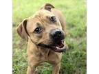 Adopt Adele a Feist, Boxer