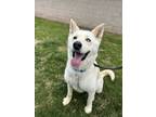 Adopt Echo a Husky