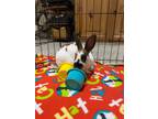 Adopt Cookie a Mini Rex