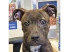 Adopt Amy a Mountain Cur