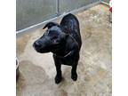 Adopt Maggie a Labrador Retriever