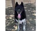 Adopt NESTA a Siberian Husky, Mixed Breed