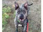 Adopt DAISY LOU* a Pit Bull Terrier