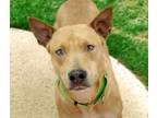Adopt MARE a Black Mouth Cur