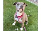 Adopt LUCY a Pit Bull Terrier