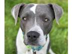 Adopt KAISLEY* a Pit Bull Terrier