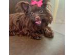 Nina teacup yorkie