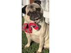 Adopt Bianca a Pug