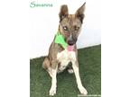 Adopt Savanna a Australian Cattle Dog / Blue Heeler, Labrador Retriever