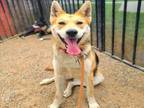 Adopt LIBBY a German Shepherd Dog, Siberian Husky