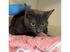 Adopt LUNA a Russian Blue