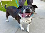 Adopt ZOEY a Labrador Retriever, Pit Bull Terrier