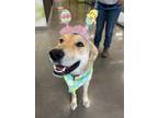 Adopt DARCY a Golden Retriever, Mixed Breed