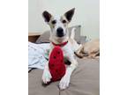 Adopt Ruby a Mixed Breed, Basenji