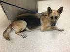 Adopt Dog a German Shepherd Dog