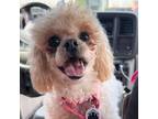 Adopt Cici a Miniature Poodle, Bichon Frise