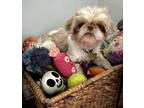 Adopt CHLOE a Shih Tzu