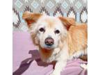 Adopt Sunshine a Corgi