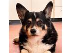 Adopt Lucky Penny a Corgi