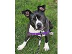 Adopt JULIA CHILD a Pit Bull Terrier, Mixed Breed