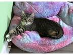 Adopt Beatrice (rr) a Domestic Short Hair, Tabby