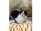 Adopt Layla a Domestic Short Hair