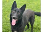 Adopt CRISSY a German Shepherd Dog
