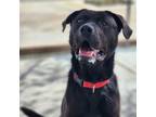 Adopt Ester a Labrador Retriever