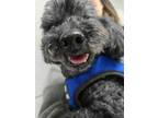 Adopt COCO a Poodle